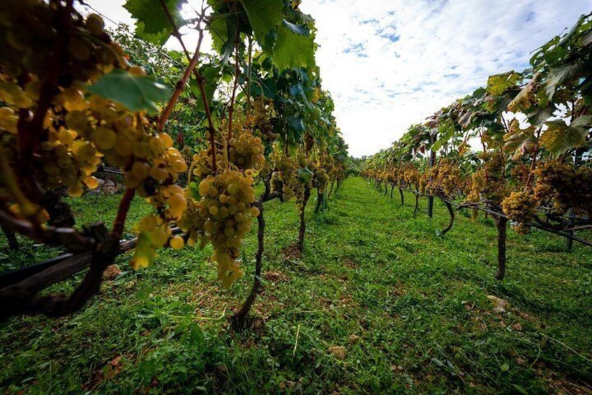 Vineyard & Olives of Vardia