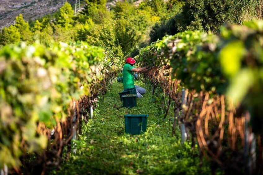 Vineyard & Olives of Vardia