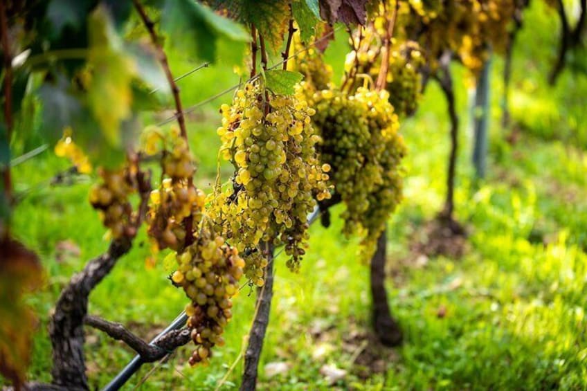 Vineyard & Olives of Vardia