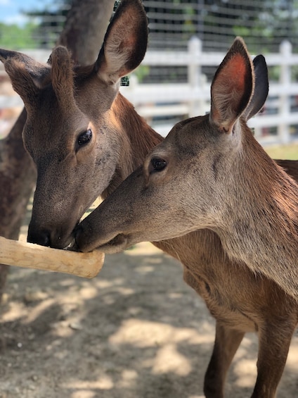 Deer being fed at Xploration Animal Encounters in Punta Cana