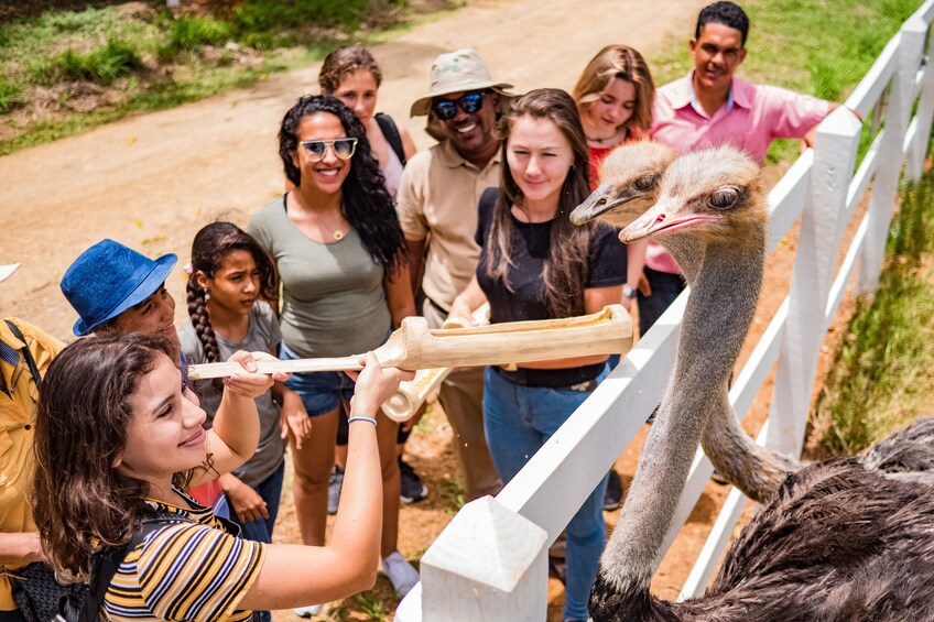 People feeding ostrich at Xploration Animal Encounters in Punta Cana