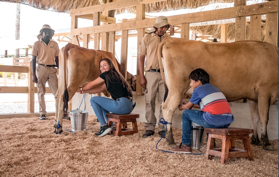 People milking cows at Xploration Animal Encounters in Punta Cana