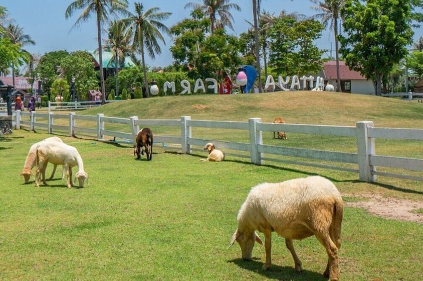 Pattaya Sheep Farm Entrance Tickets