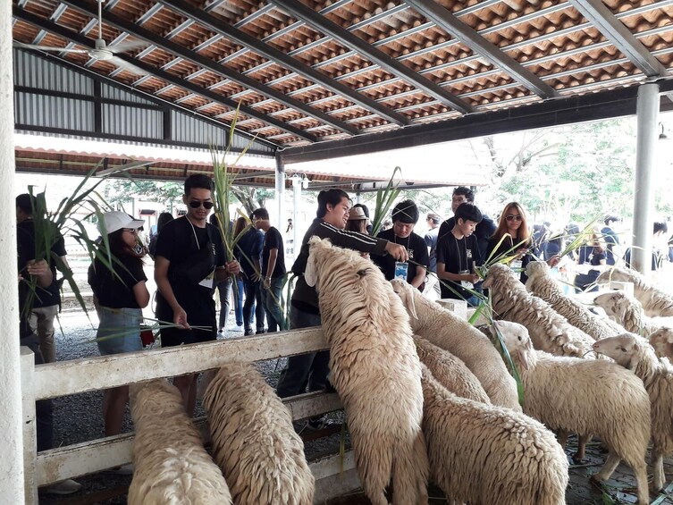 Pattaya Swiss sheep Farm Entrance Tickets