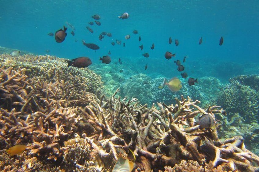 Beautiful Coral Reef 