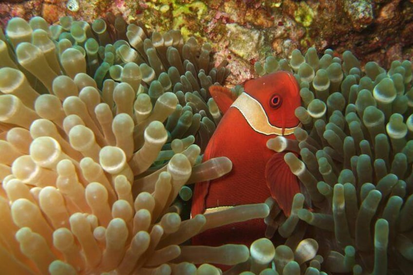 Amazing Snorkeling at Mun Island ( Small Group )