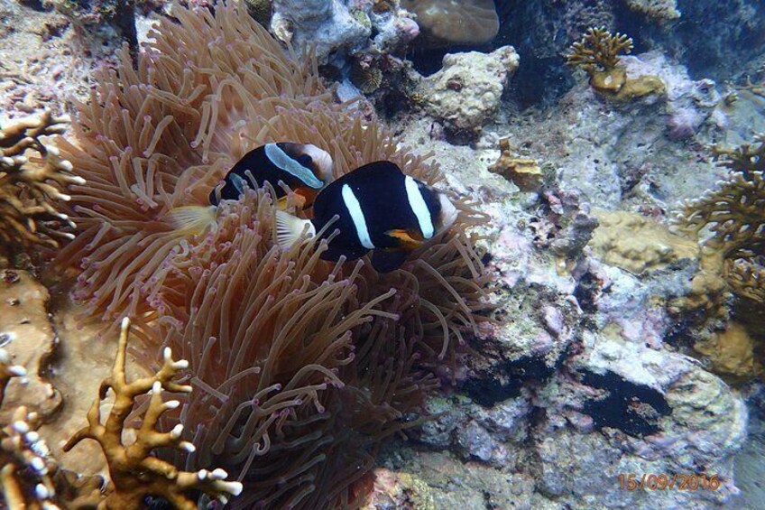 Coral reef