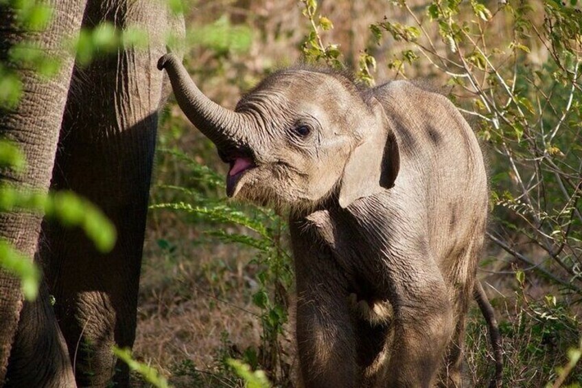 udawalawe_national_park