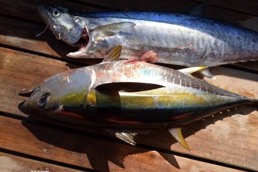 Kingfish & Yellowfine tuna