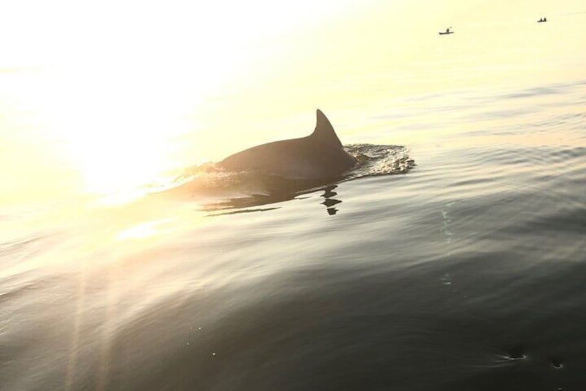 Sunset Dolphin Kayak Tours