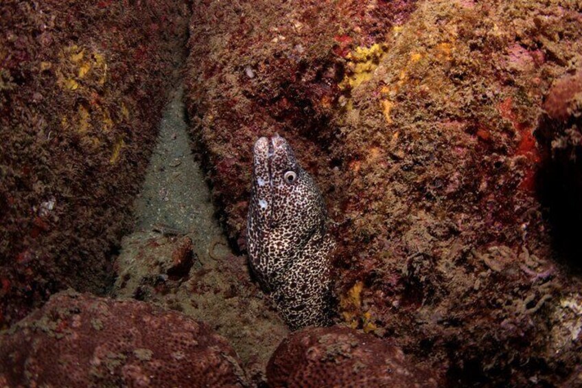 scuba diving in arraial do cabo