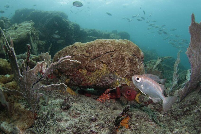 scuba diving in rio