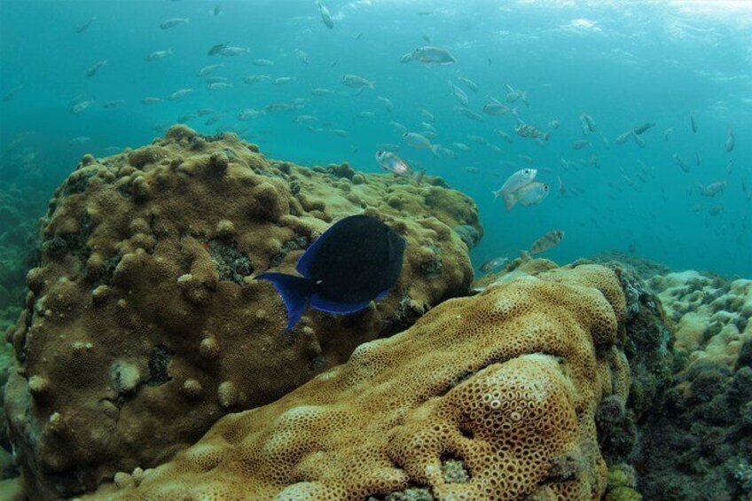 scuba diving brazil