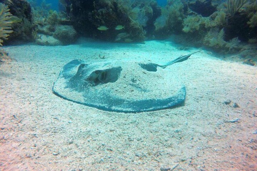 Southern stingray in the sand