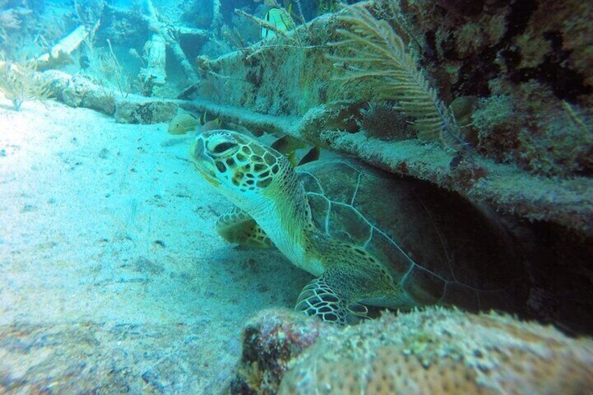 Turtle on the reef