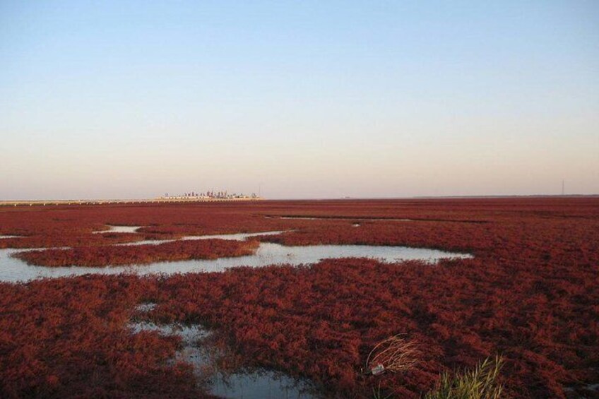 All-Inclusive Private Day Tour to Red Beach in Panjin City from Shenyang