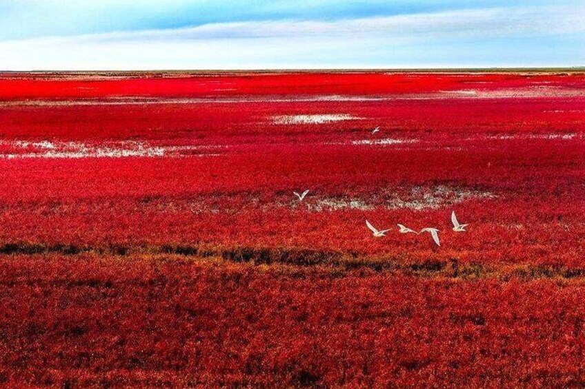 All-Inclusive Private Day Tour to Red Beach in Panjin City from Shenyang