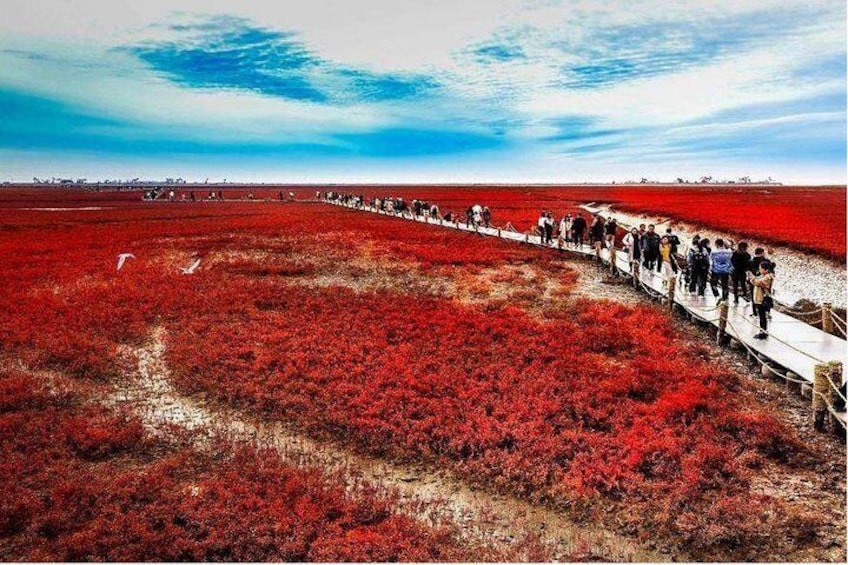 All-Inclusive Private Day Tour to Red Beach in Panjin City from Shenyang