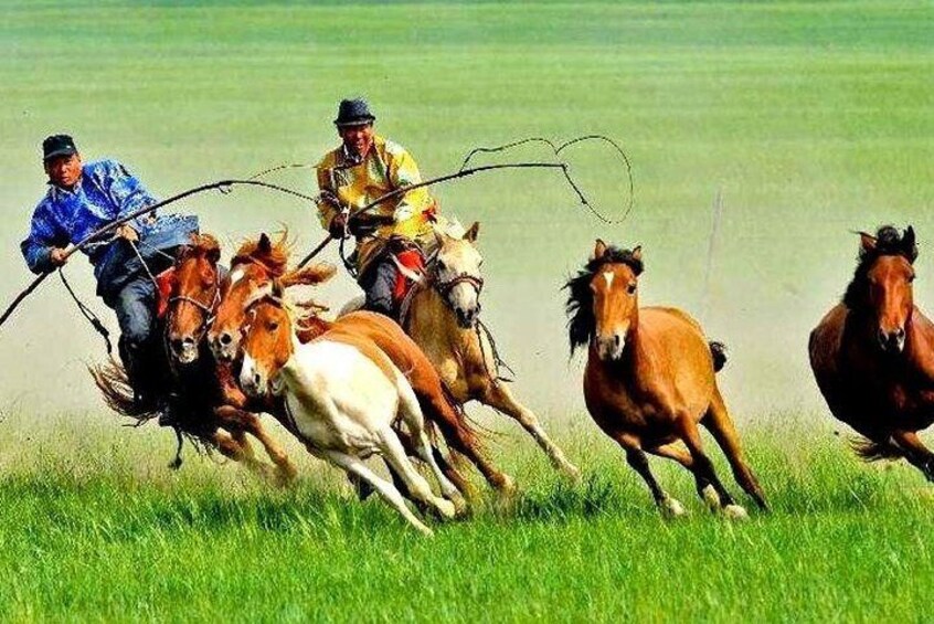 Grassland