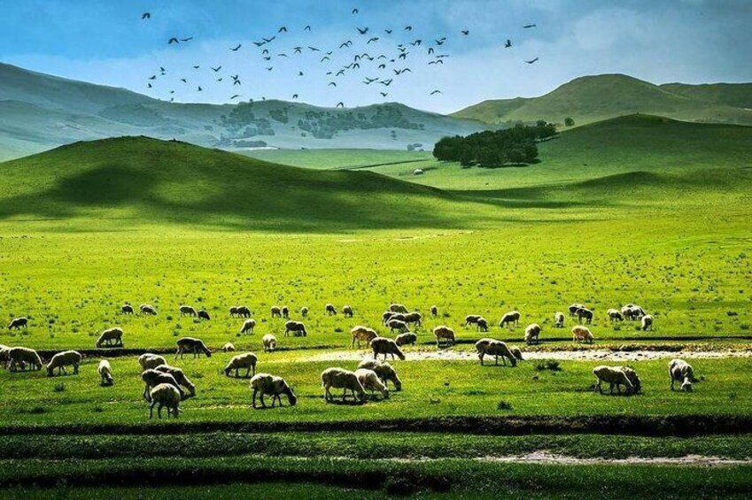4 Full Day HulunBuir Inner Mongolia Private Tour