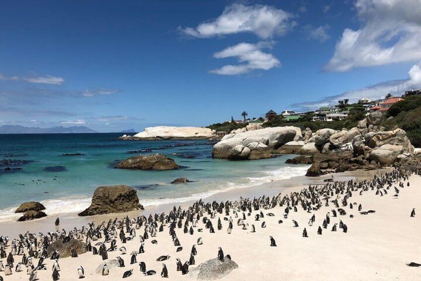 Boulders beach and it's African penguins