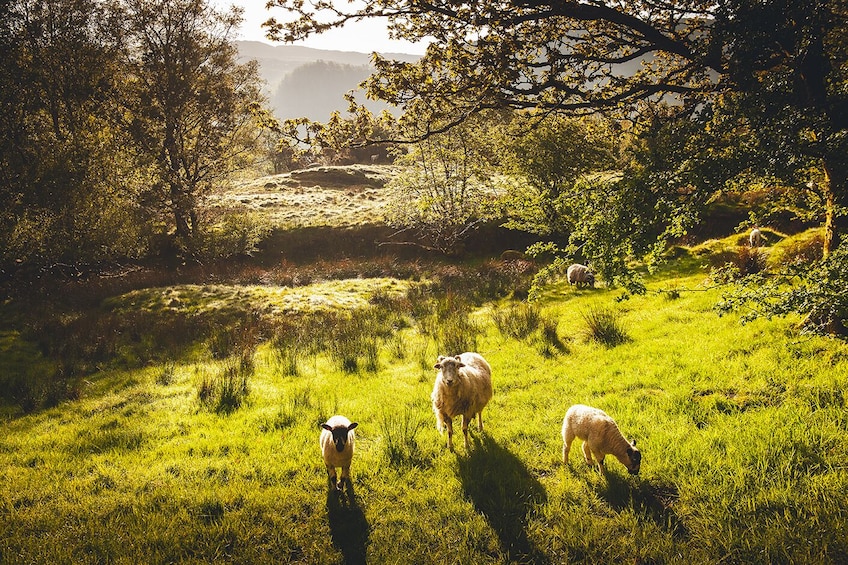 Small-Group Windermere, Lancaster & Lake District Day Tour