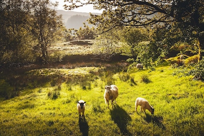 Windermere, Lancaster & Lake District