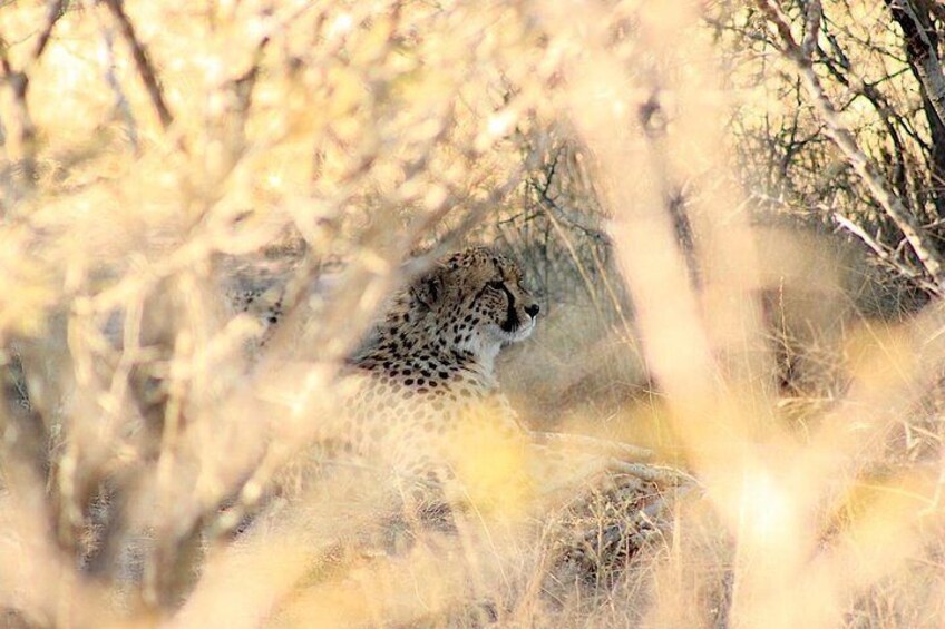 Cheetah with Safaria
