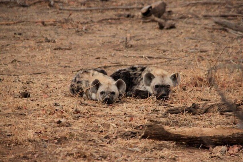 Young Hyena