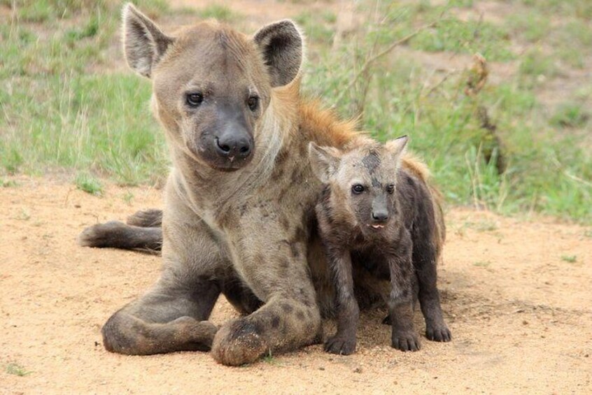 Hyena with Pup