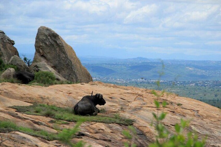 Lone Buffalo Bull