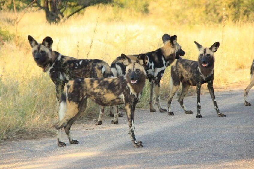 African Wild Dog with Safaria