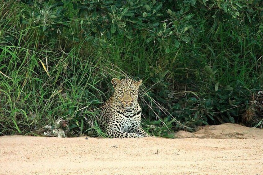 Leopard with Safaria