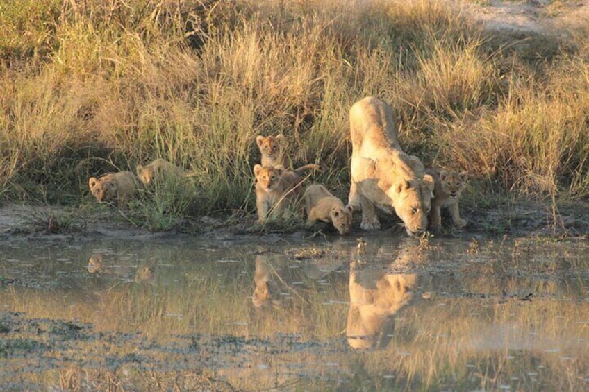 Lioness and cubs with Safaria