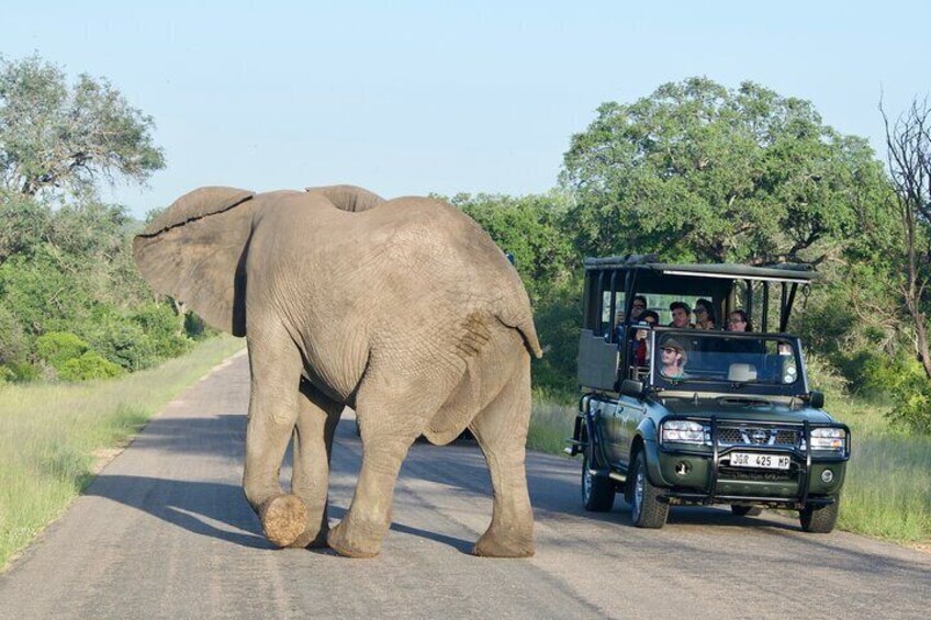 Kruger National Park Guided Day Tour including Hotel Pick-Up and Drop-Off