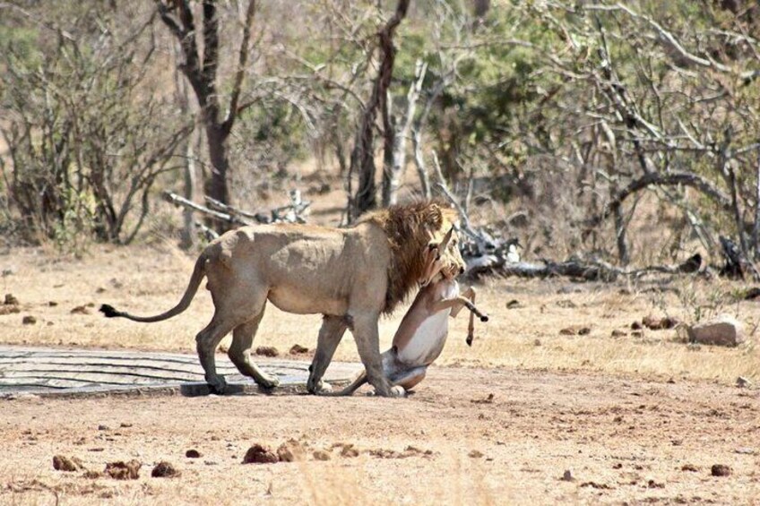Lion kills Impala on Safaria Kruger National Park Safari