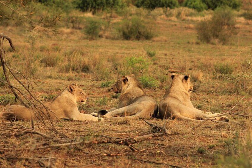 Lions with Safaria on a Kruger National Park Safari