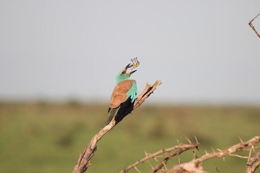 Euro Roller tosses its breakfast with Safaria on a Kruger National Park Safari