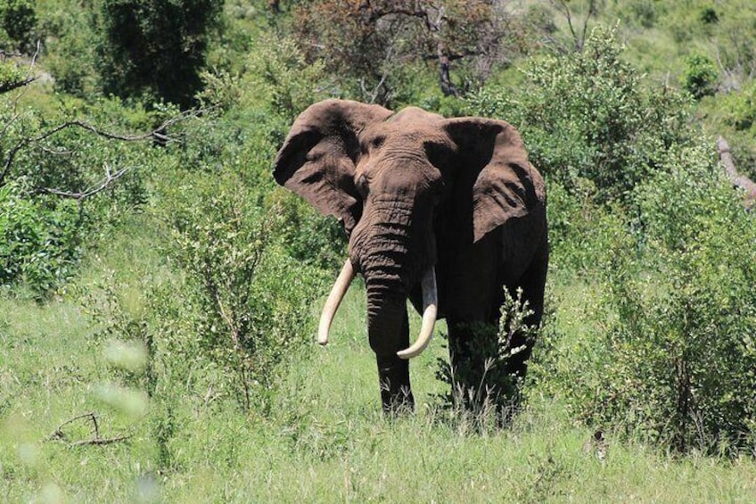 One of Kruger larger tuskers with Safaria on a Kruger National Park Safari