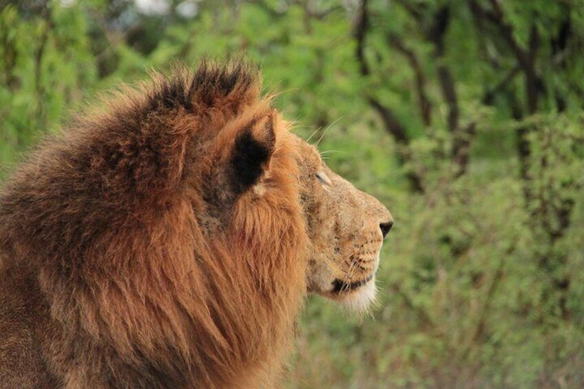Large male Lion on Safaria Kruger National Park Safari