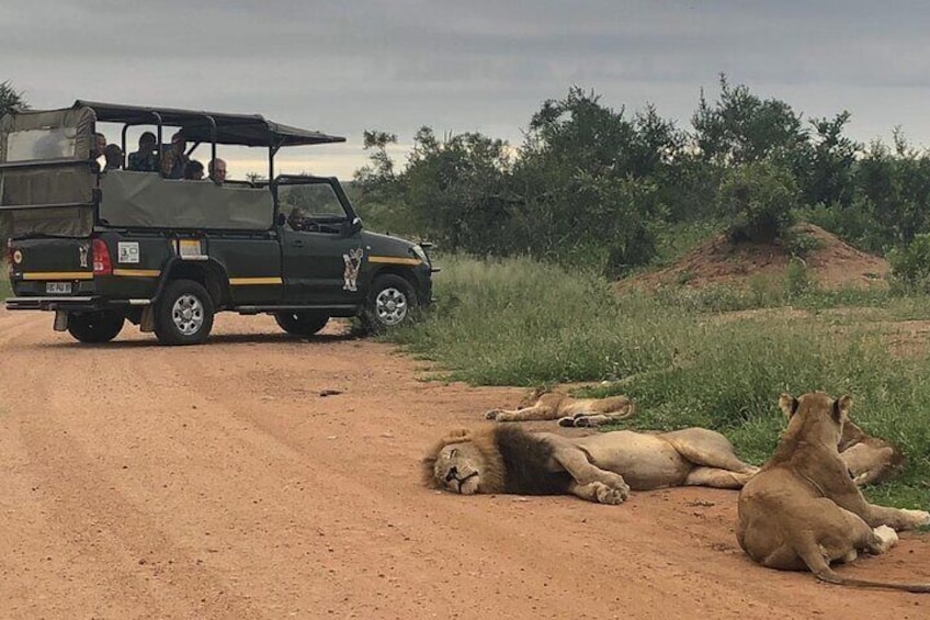 Kruger National Park Private Guided Afternoon Game Drive