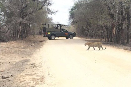 Kruger National Park Private Guided Afternoon Game Drive