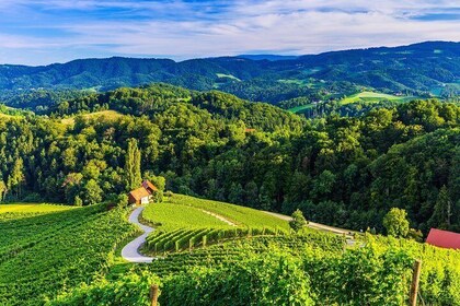 PRIVATE TOUR Maribor, Ptuj and Heart of the Vineyards from Ljubljana