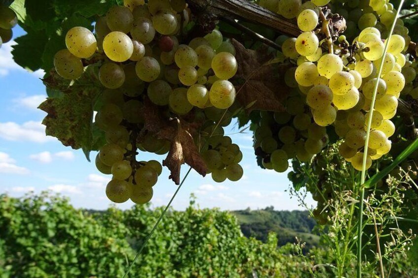 White grapes ready to be picked and pressed.