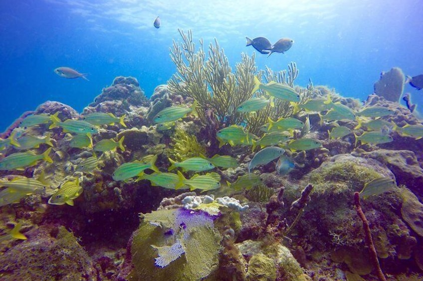 Punta Cana Coral Reefs