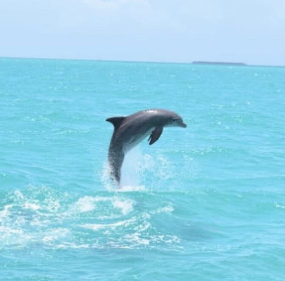 Key West Premium Dolphin Watch Sunset Sail w/ Tapas Pairing