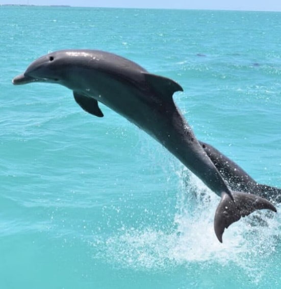Key West Premium Dolphin Watch Sunset Sail w/ Tapas Pairing