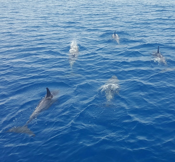 Key West Premium Dolphin Watch Sunset Sail w/ Tapas Pairing