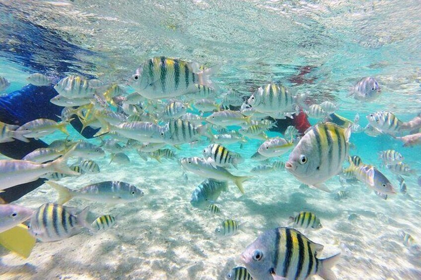 Snorkeling at Paradise Island