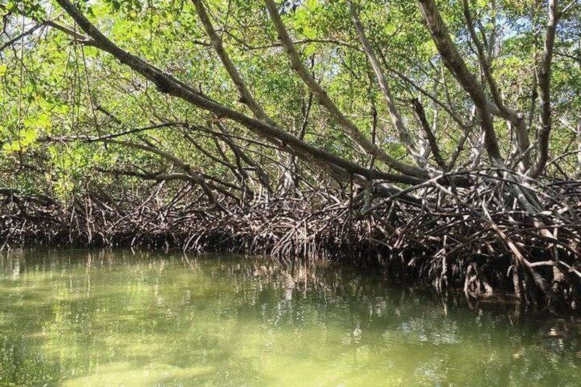 The Mangroves